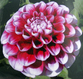 Dahlia ' B - MAN '   (Min.D.)  Swan Island  USA  1998  Portland Dahlia Society Archives   USA 2017  (David Brown)